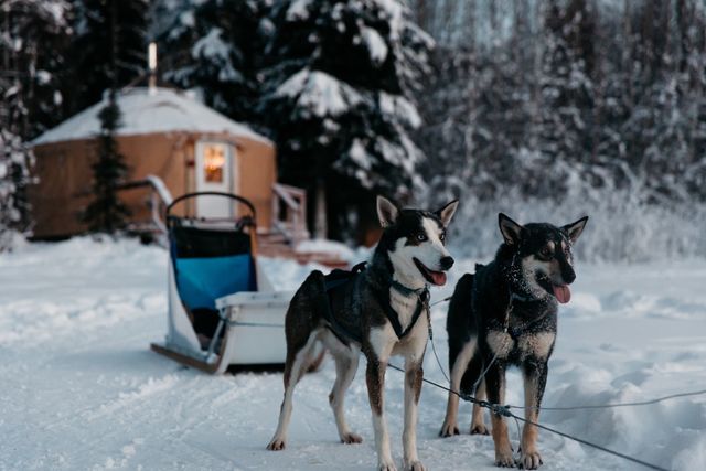 Luna De Jong, Canon 5D C-Print on Dibond, Sled Dogs Ready, 2012