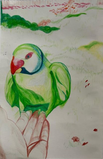 Alice May, Watercolour pencil on paper, Parakeet in Hyde Park 2020, 